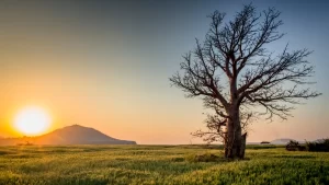 El Nino can bring needed rain to drought areas