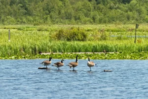 natural habitat for geese