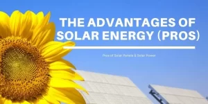 Solar Panels With Sunflower