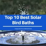 Top 10 Best Solar Bird Baths