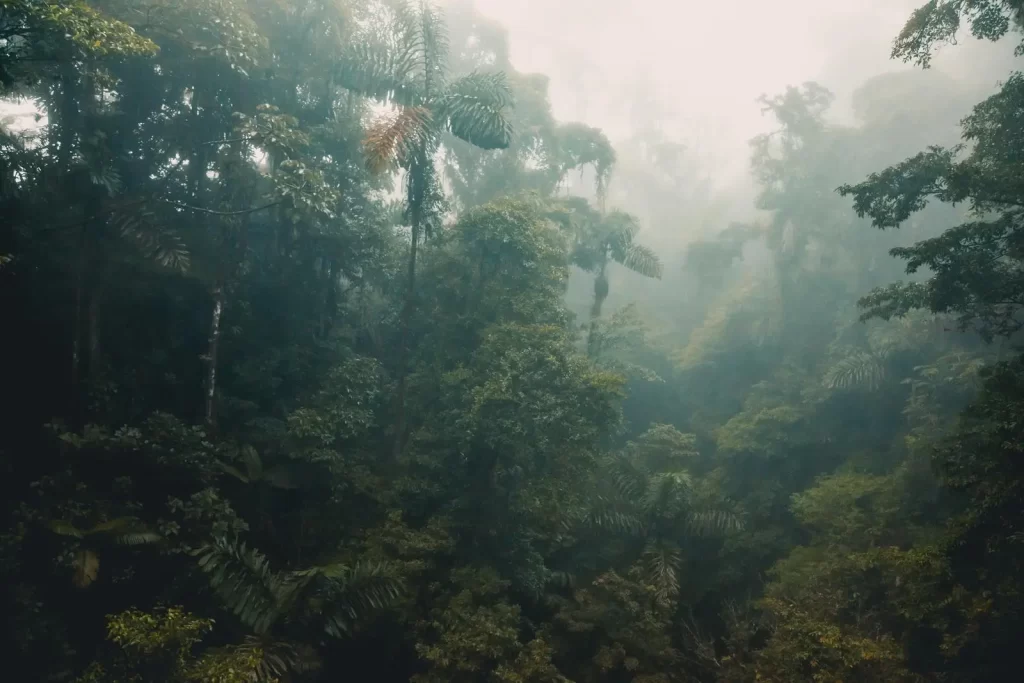 Costa Rica is home to massive rainforests - a precious natural resource