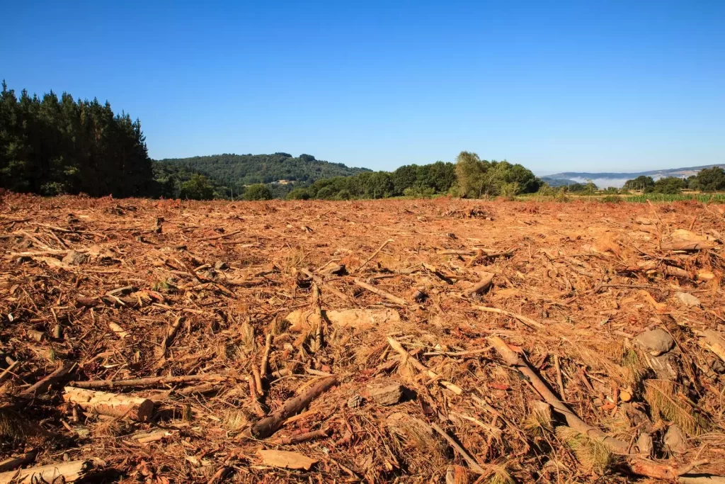 Deforestation in Spain