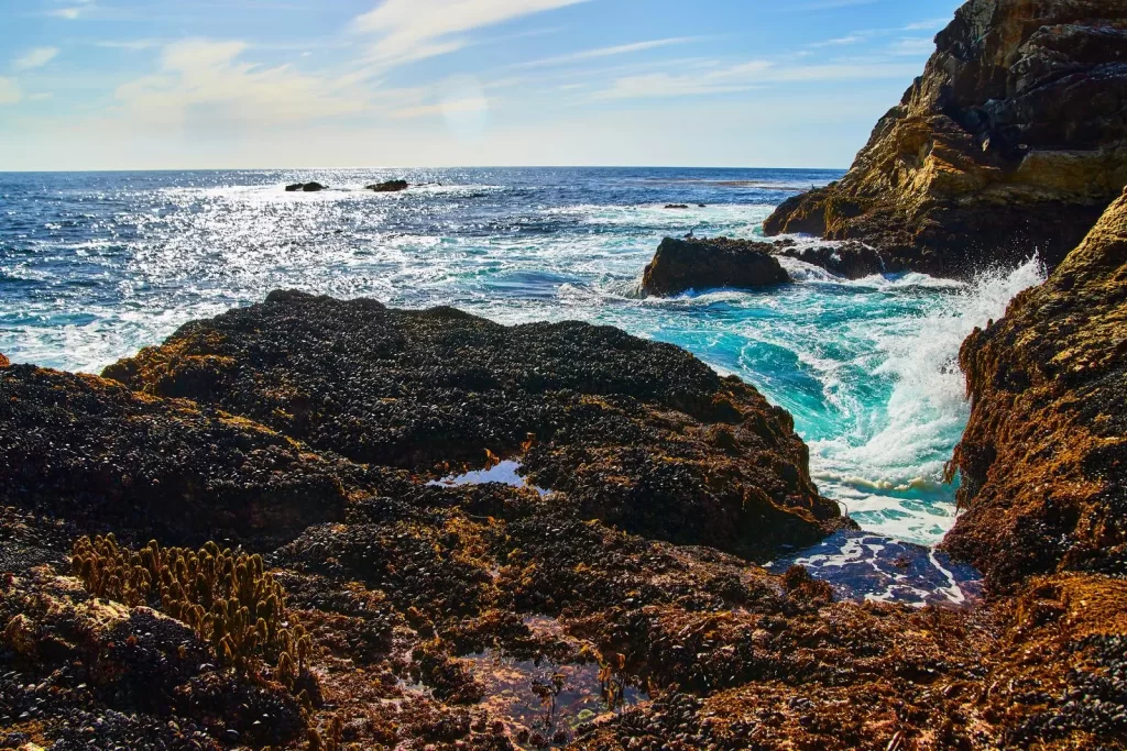 Ocean acidification endangers marine creatures including tidal animals like mussels.