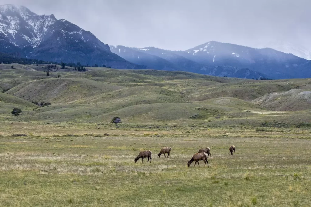 Elk feeding in a mountain meadow in clean air that is free from air pollution.
