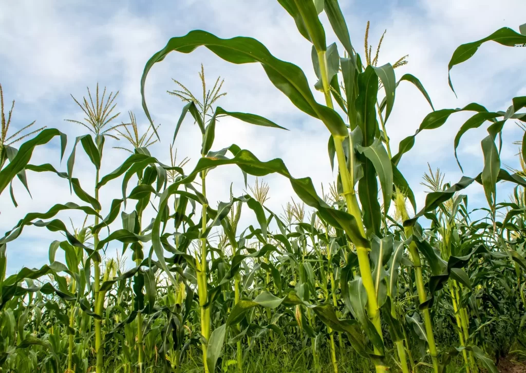 corn is frequently turned into biomass