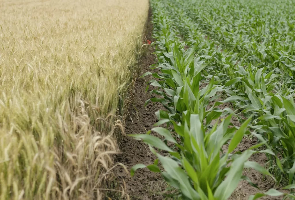 crop waste is renewable