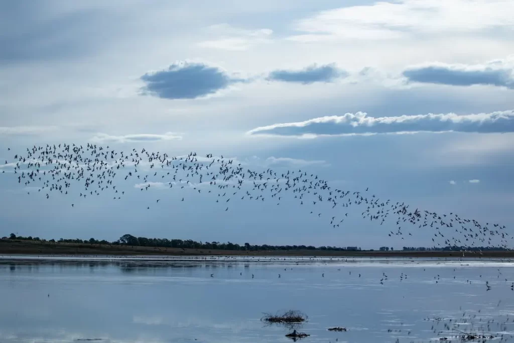 Migrating birds can have a difficult time finding their way around wind farms.