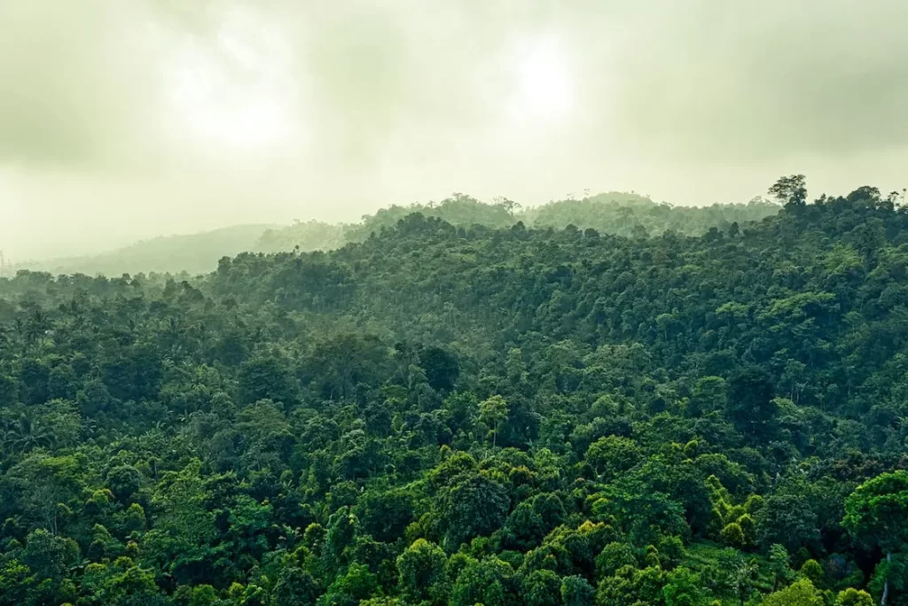 A huge green forest that can be protected by recycling paper instead of making new paper.