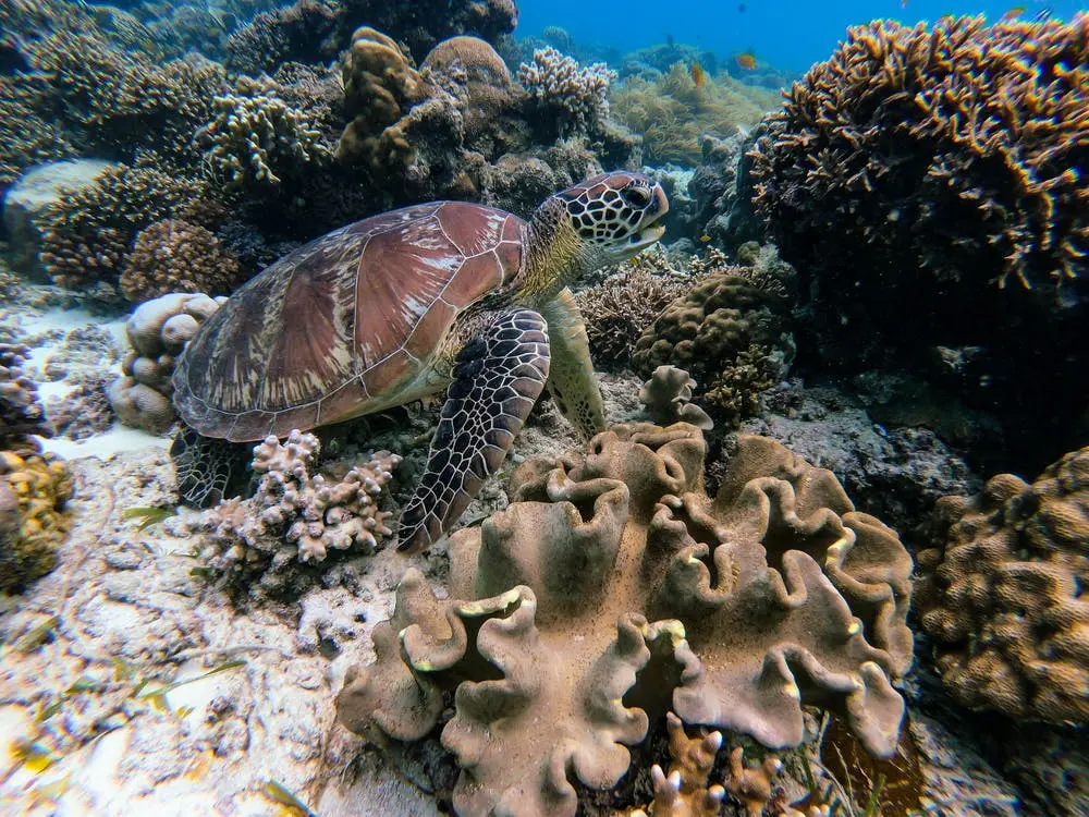 A turtle in a thriving coral reef that is full of biodiversity thanks to conservation efforts