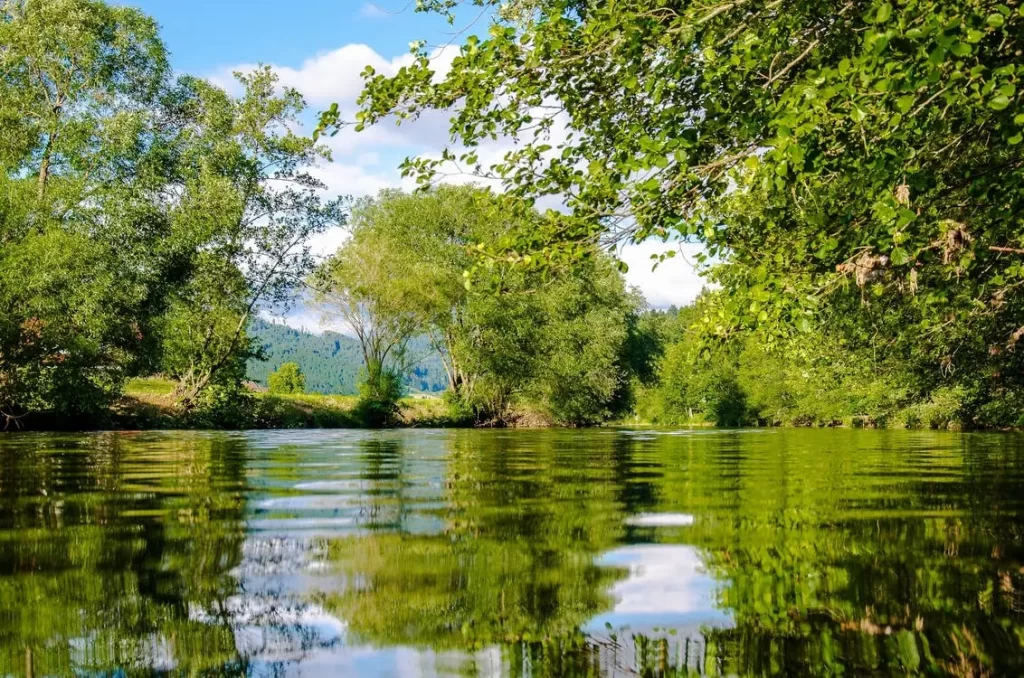 Green trees surround a pond of fresh water that can be preserved by recycling.