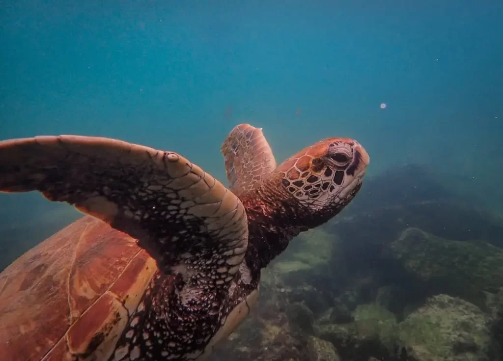 A sea turtle in water that is murky from pollution.