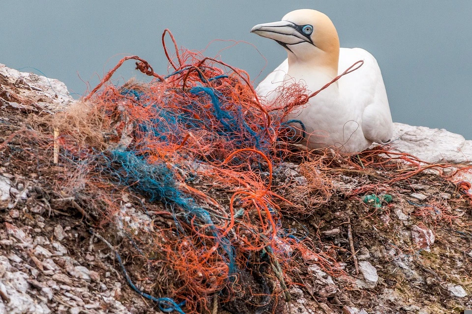 A bird using plastic waste like strings, netting, and bottle caps to make a hazardous nest.