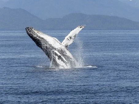 A humpback whale breaching along the Washington State coastline. 