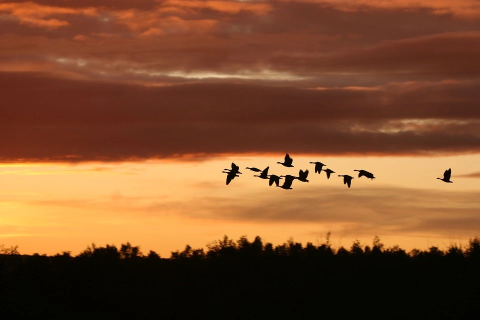 Migrating birds flying along the Pacific Flyway - heading through concentrating solar fields that will kill them.